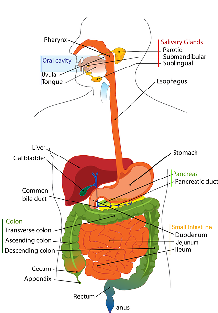 digestive-tract organs